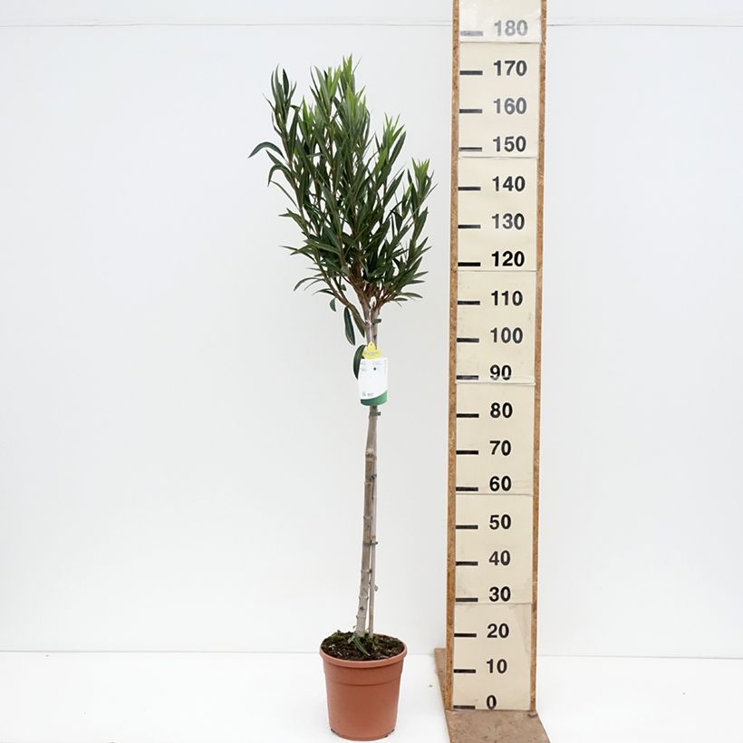 Nerium oleander Provence 6L/7L pot, Half standard sample as delivered in spring