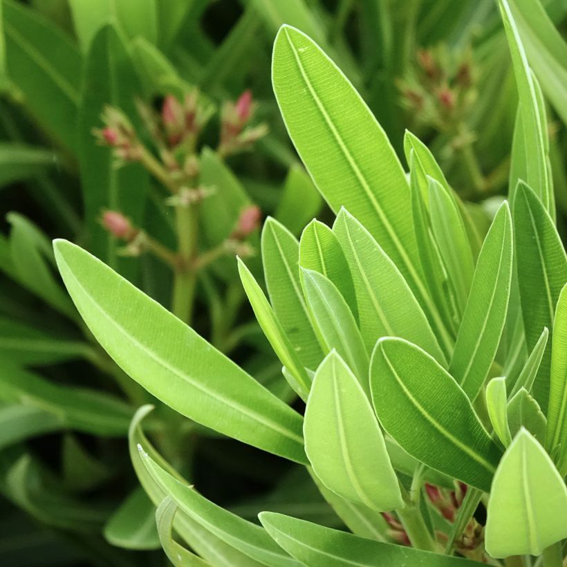 Nerium oleander Sealy Pink  (Foliage)
