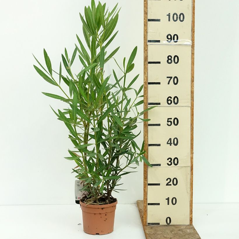Nerium oleander Sealy Pink  3L/4L pot sample as delivered in summer