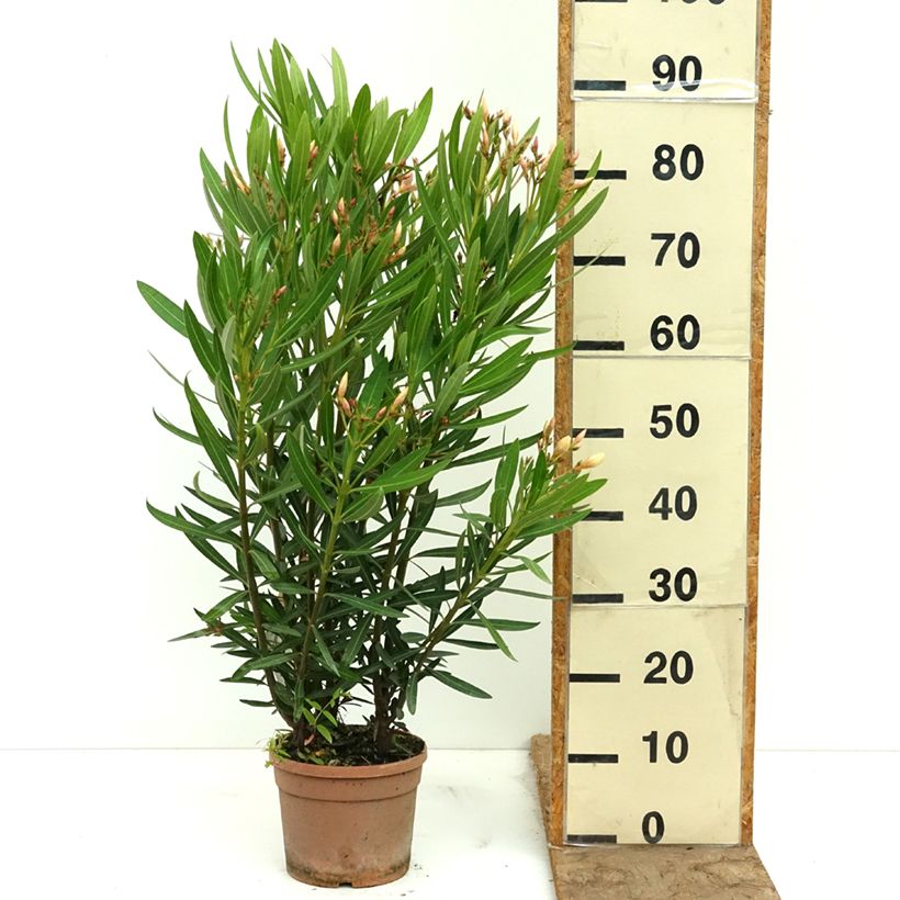 Nerium oleander Sealy Pink  3L/4L pot sample as delivered in spring