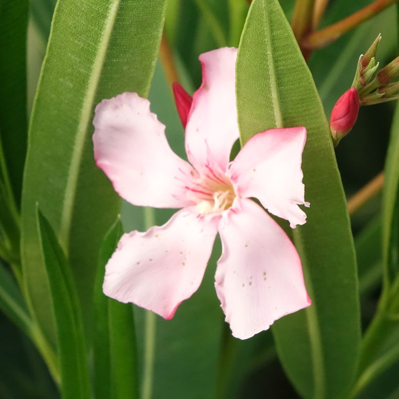 Nerium oleander Sister Agnes (Flowering)