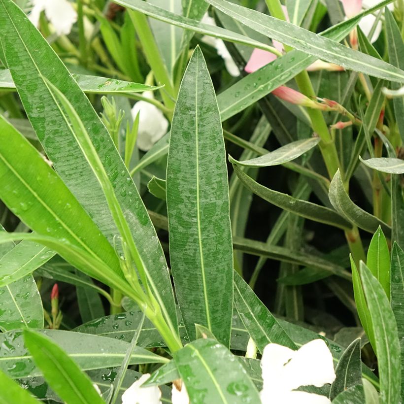 Nerium oleander three-colour pot (Foliage)