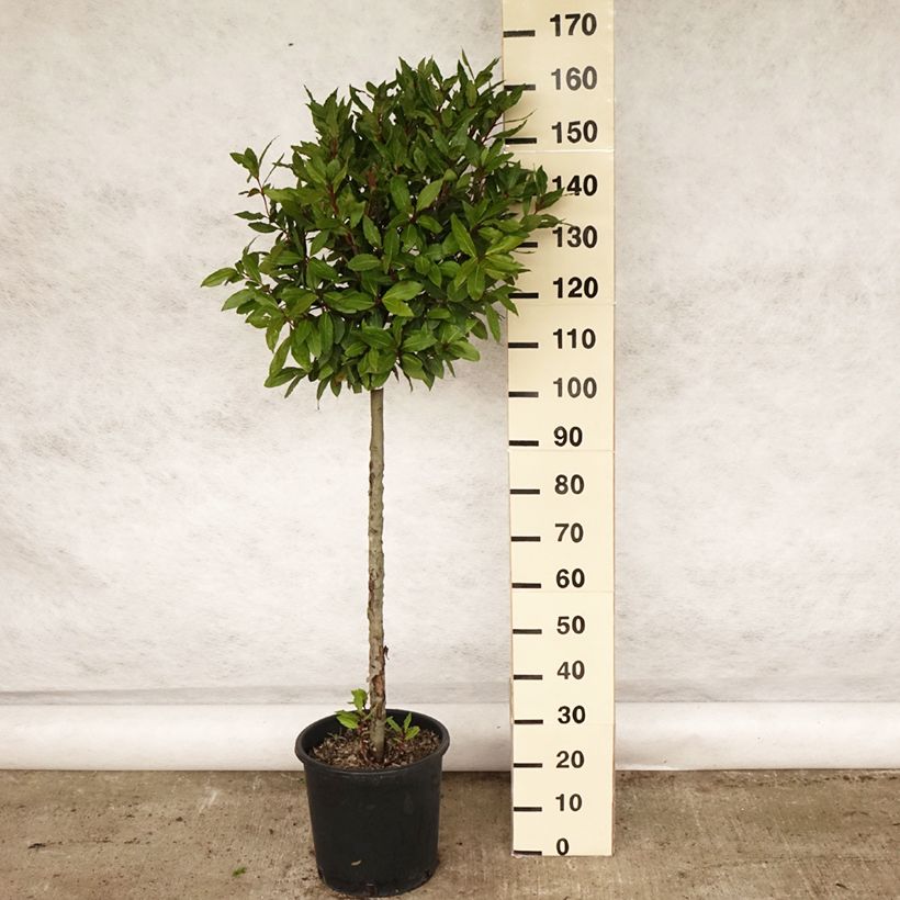Laurus nobilis - Bay Laurel 7.5L/10L pot sample as delivered in spring
