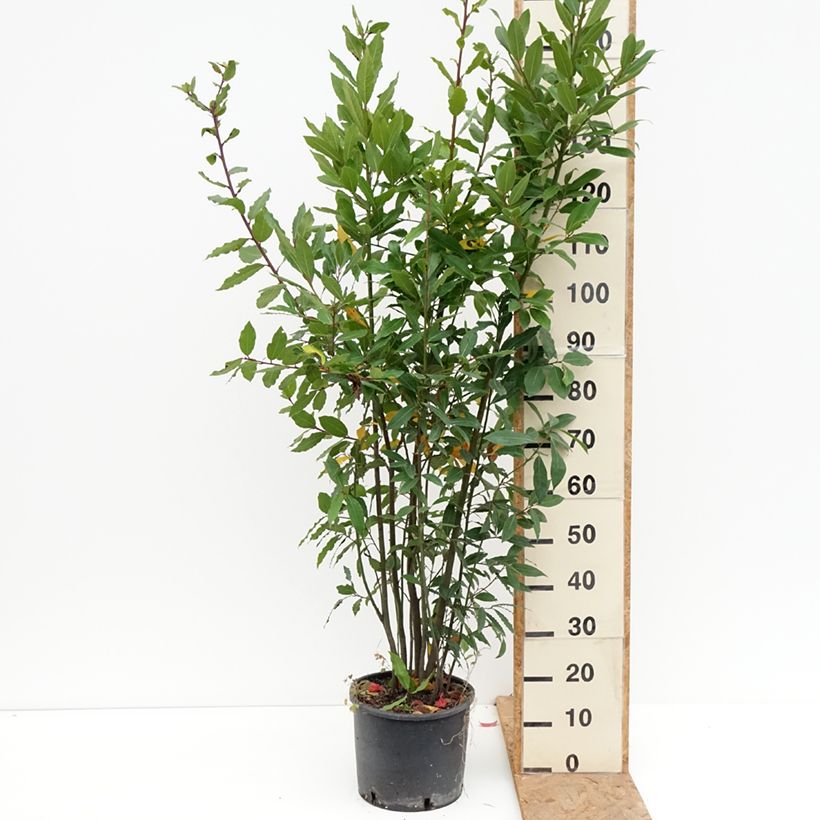 Laurus nobilis - Bay Laurel 7.5L/10L pot sample as delivered in autumn
