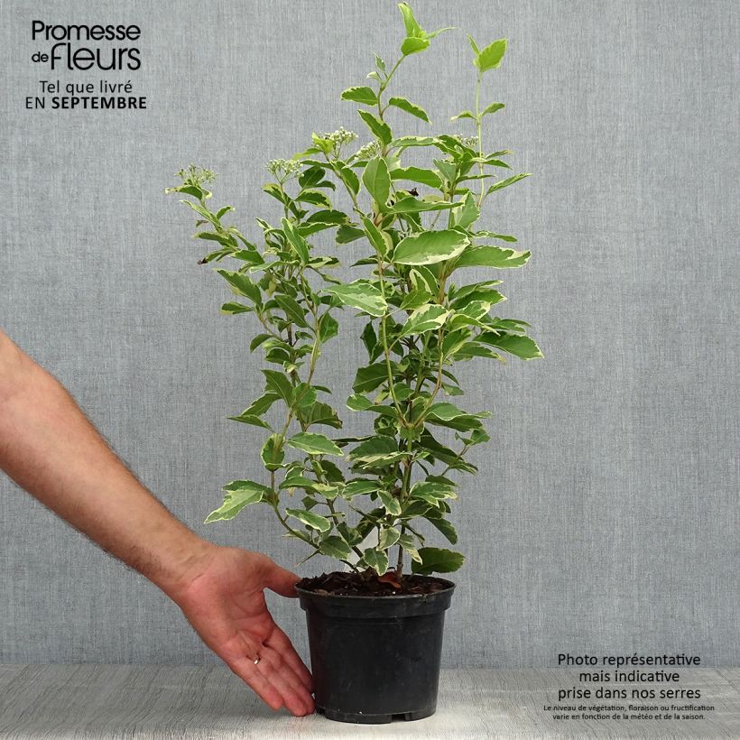 Viburnum tinus Variegatum 2L/3L pot sample as delivered in autumn