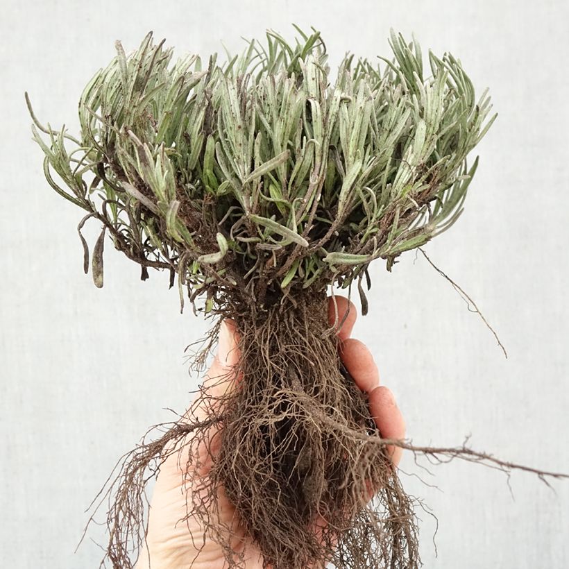 Lavandula angustifolia Munstead - True Lavender Bare root sample as delivered in winter