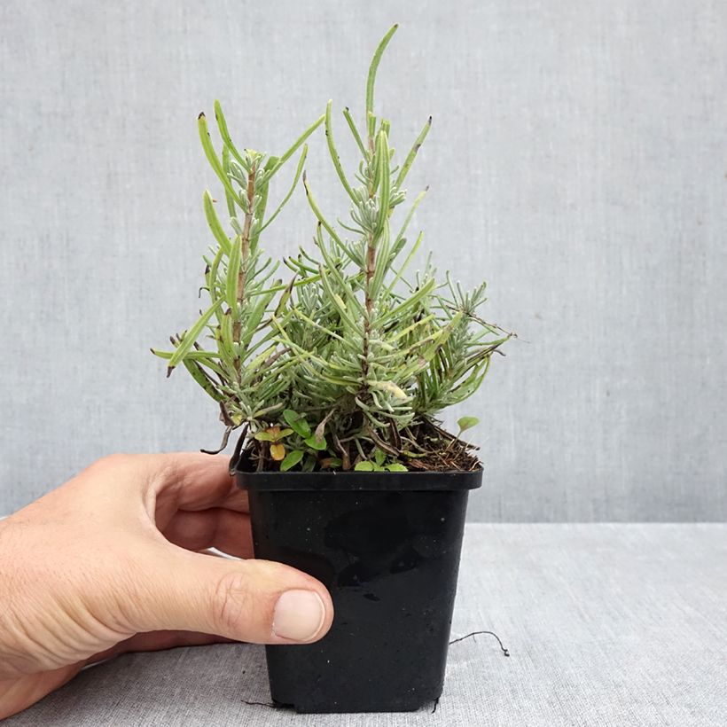 Lavandula angustifolia Arctic Snow - True Lavender 8/9 cm pot sample as delivered in autumn