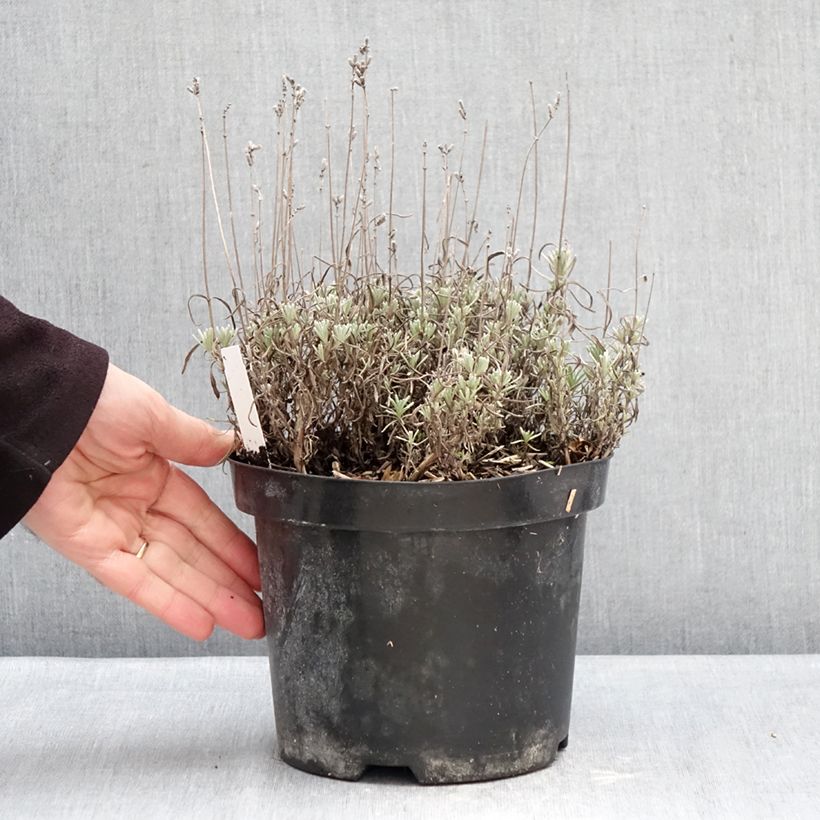 Lavandula angustifolia Arctic Snow - True Lavender 2L/3L pot sample as delivered in winter