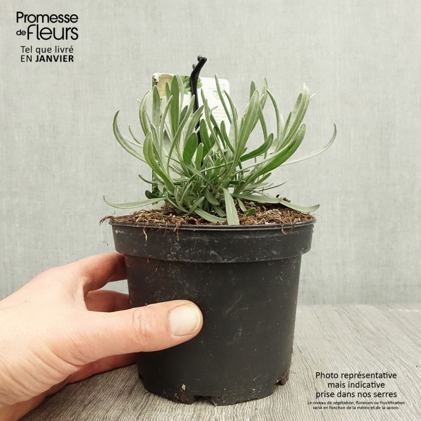 Lavandula latifolia - Spike Lavender 1.5L/2L pot sample as delivered in winter