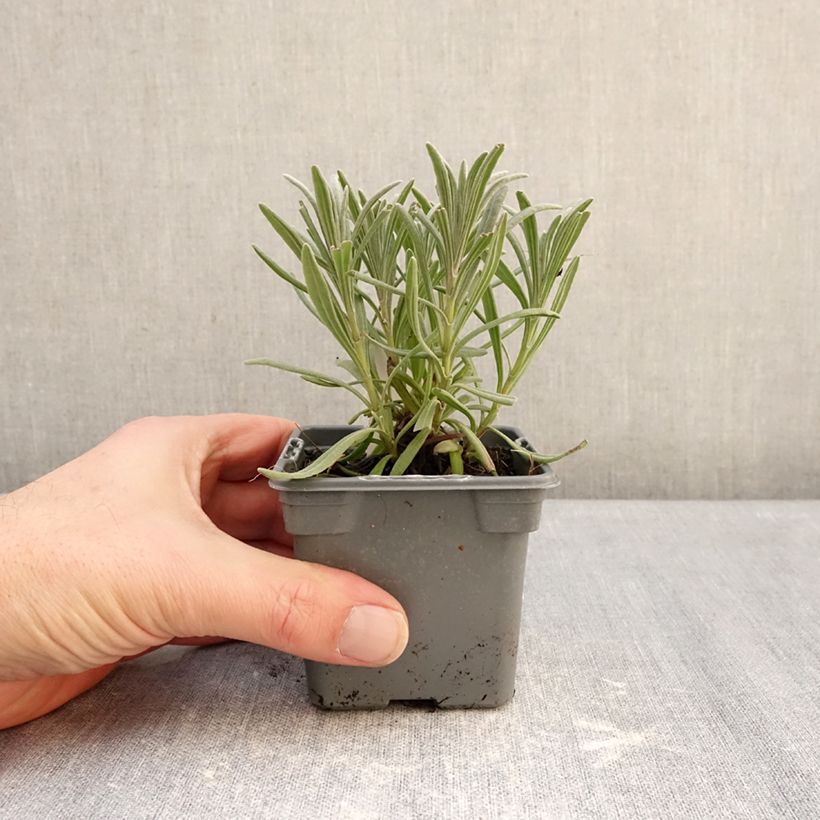 Lavandula intermedia Sensational 8/9 cm pot sample as delivered in winter