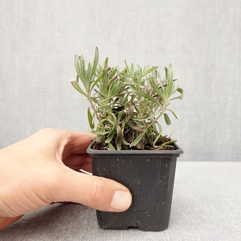 Lavandula intermedia Sensational 8/9 cm pot sample as delivered in spring