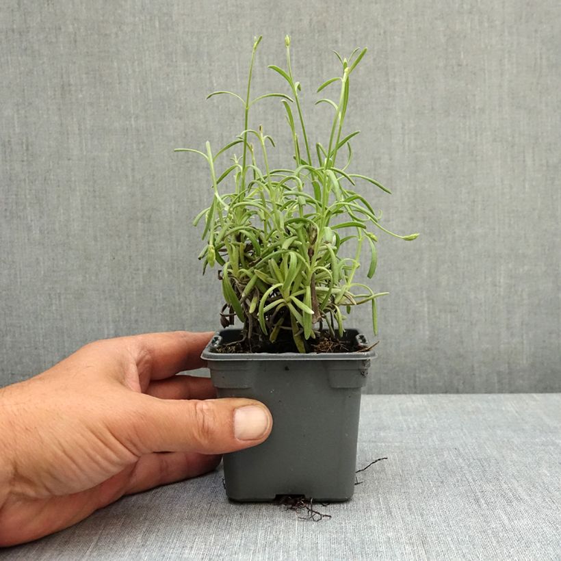 Lavandula intermedia Sensational 8/9 cm pot sample as delivered in spring