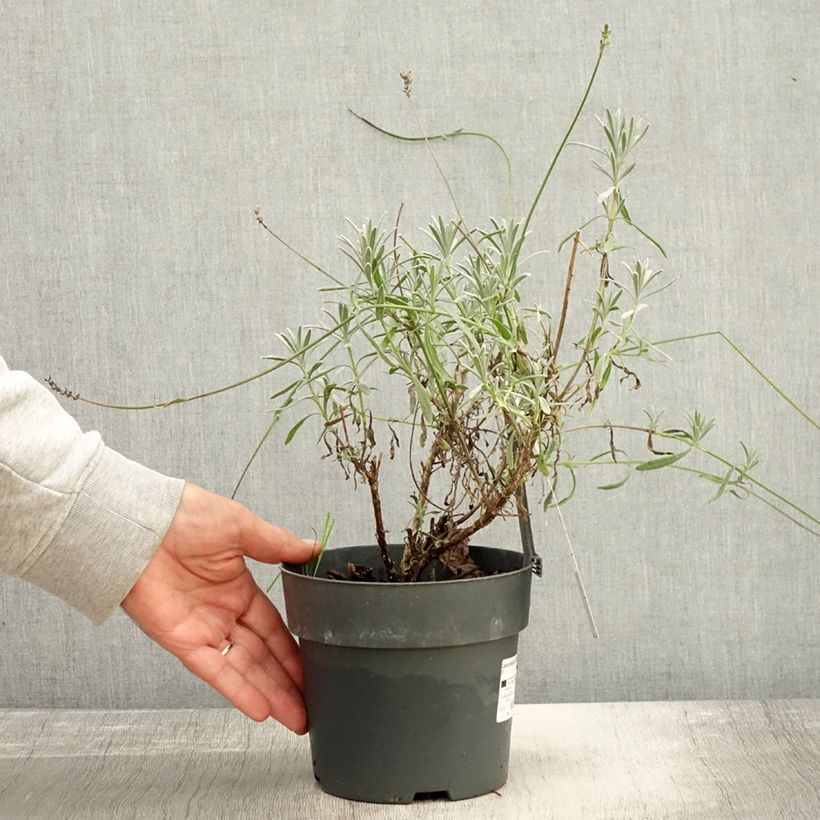 Lavandula intermedia Sensational 2L/3L pot sample as delivered in autumn