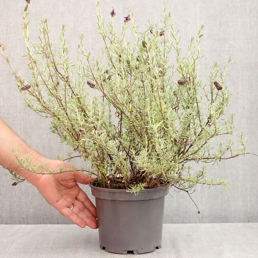 Lavandula stoechas Madrid Purple - French Lavender 3L/4L pot sample as delivered in autumn