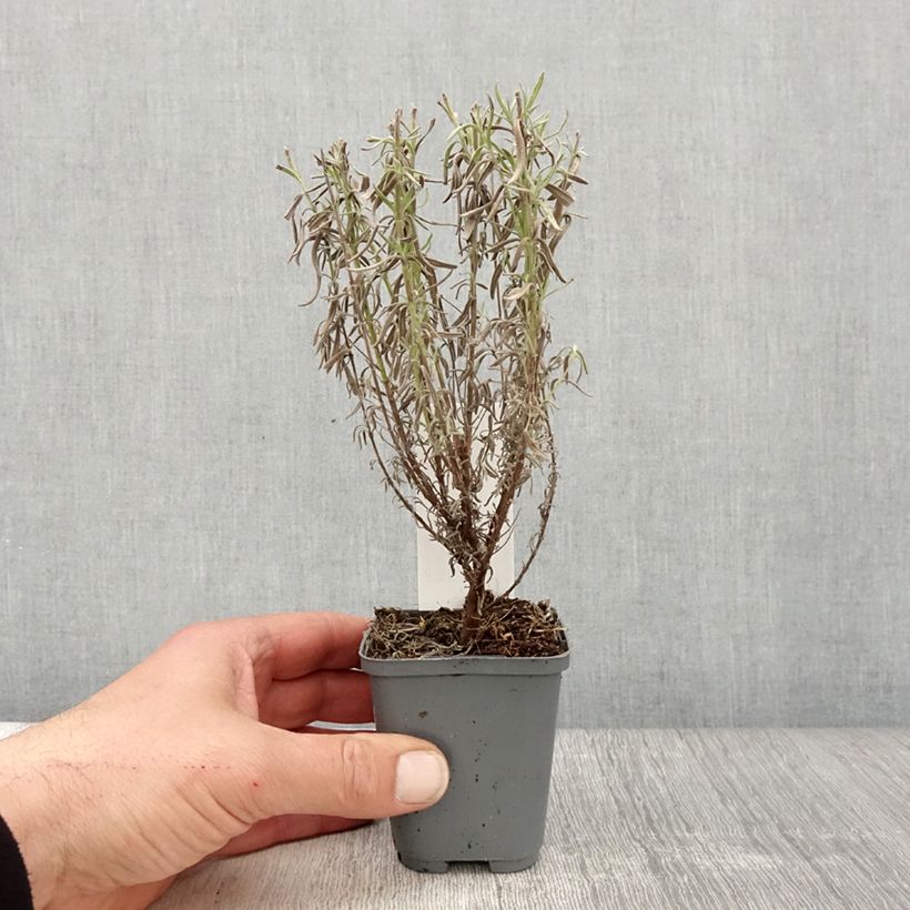 Lavandula stoechas The Princess - French Lavender 8/9 cm pot sample as delivered in spring