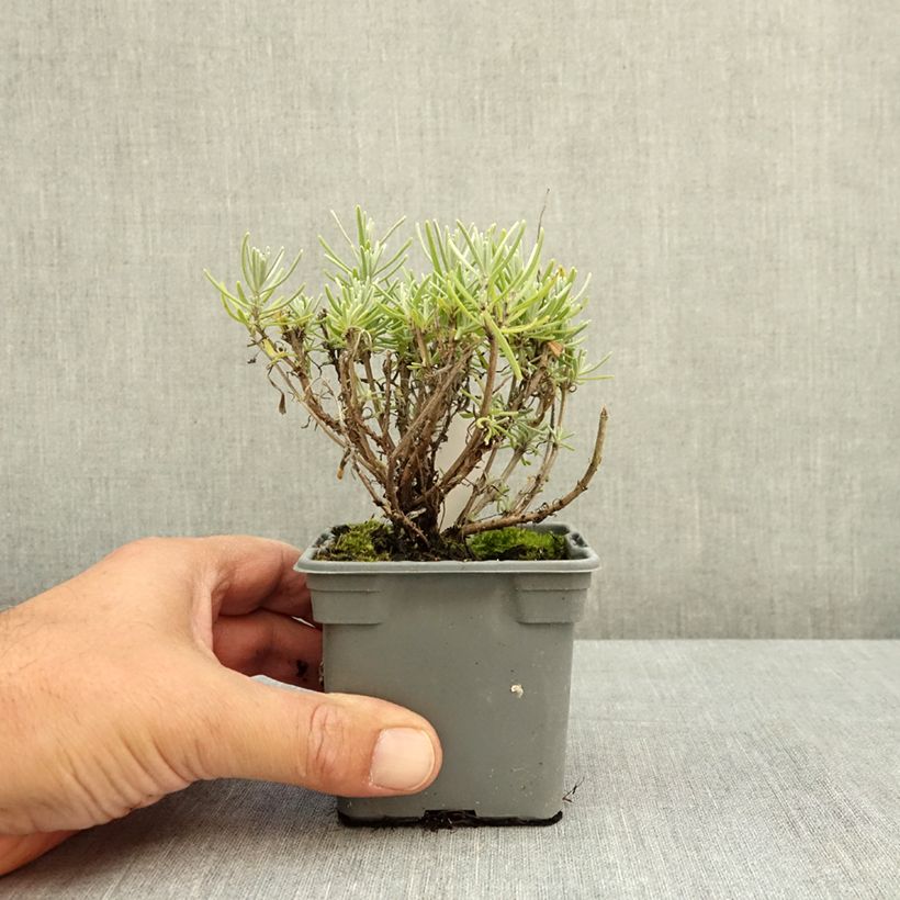 Lavandula angustifolia Havana - True Lavender 8/9 cm pot sample as delivered in summer