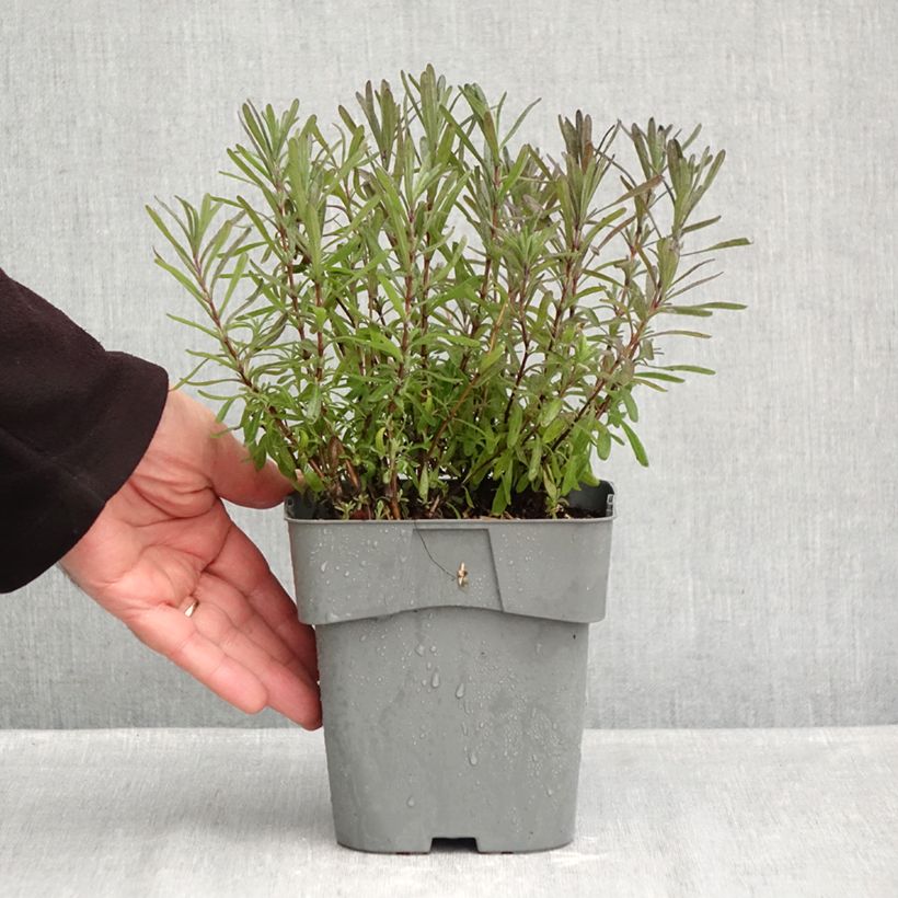 Lavandula angustifolila Rosea - True Lavender 2L/3L pot sample as delivered in autumn