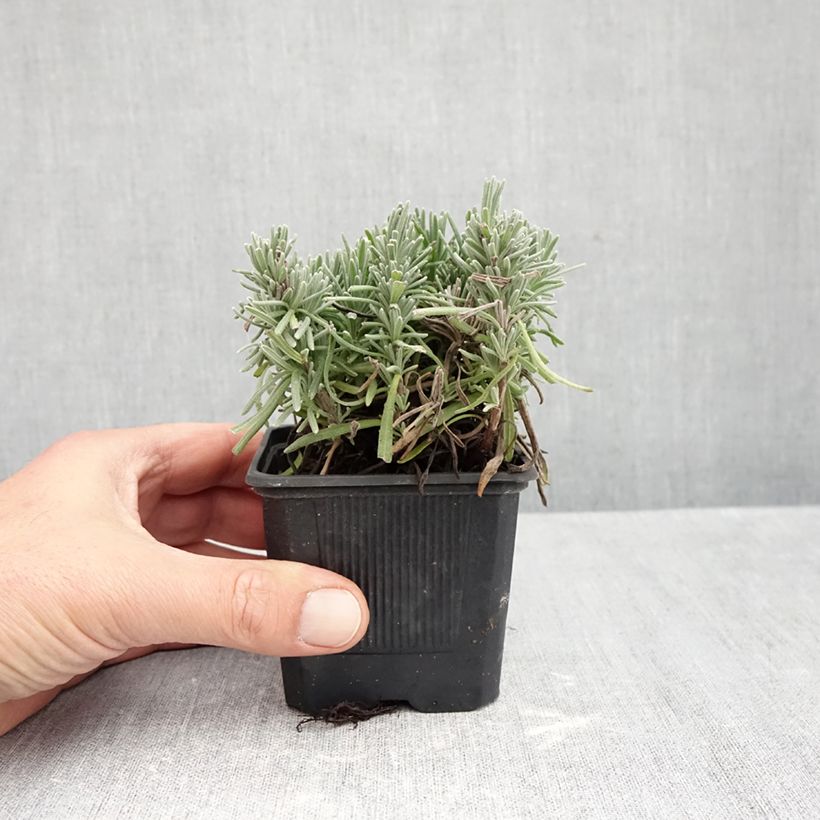 Lavandula angustifolia Loddon Pink 8/9 cm pot sample as delivered in autumn