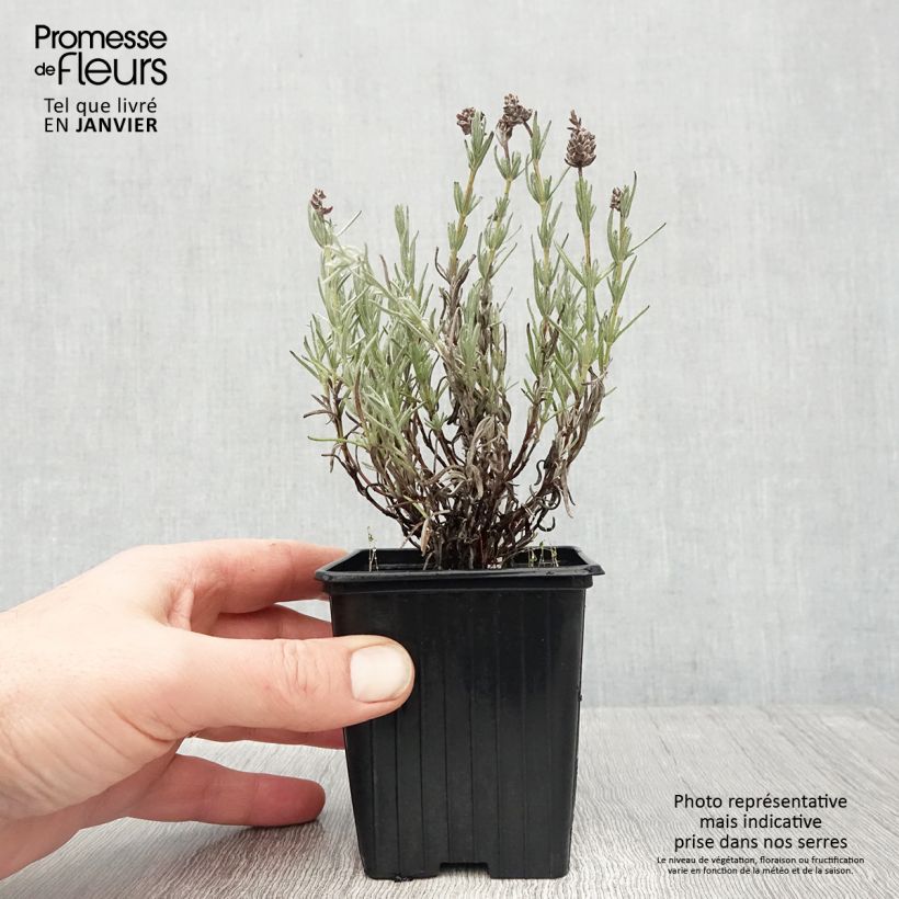 Lavandula stoechas Magical Posy Pink - French Lavender 8/9 cm pot sample as delivered in winter