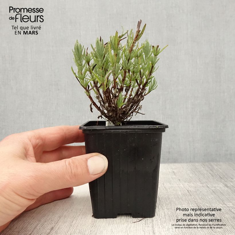 Lavandula stoechas Magical Posy Pink - French Lavender 8/9 cm pot sample as delivered in spring