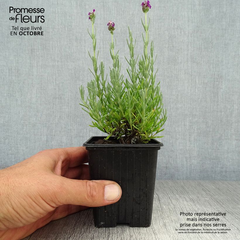 Lavandula stoechas Magical Posy Purple - French Lavender 8/9 cm pot sample as delivered in autumn