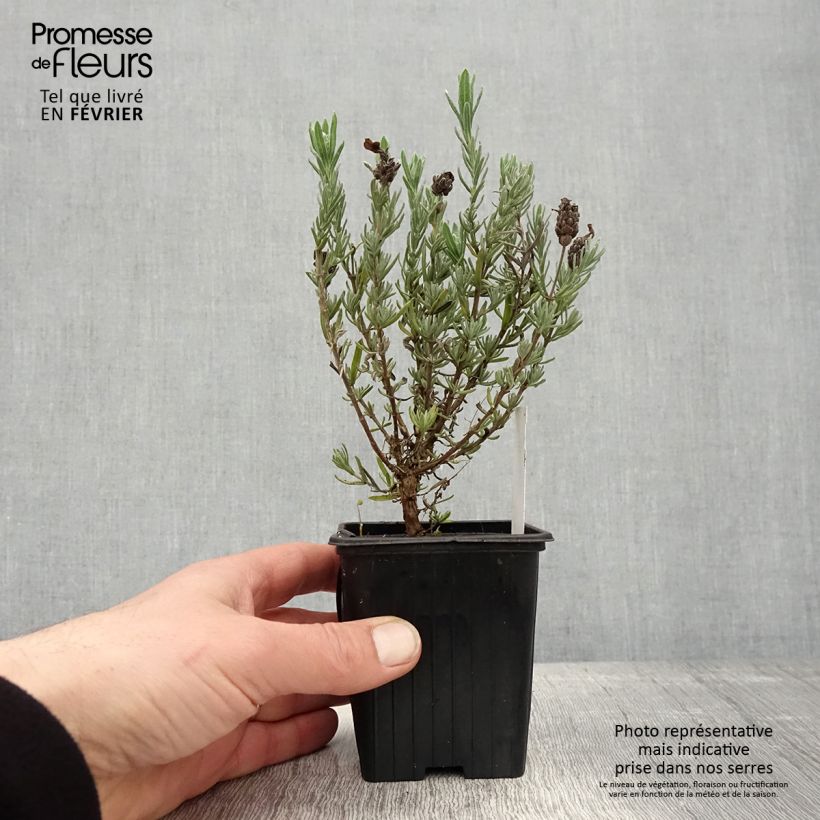 Lavandula stoechas Magical Posy Purple - French Lavender 8/9 cm pot sample as delivered in winter