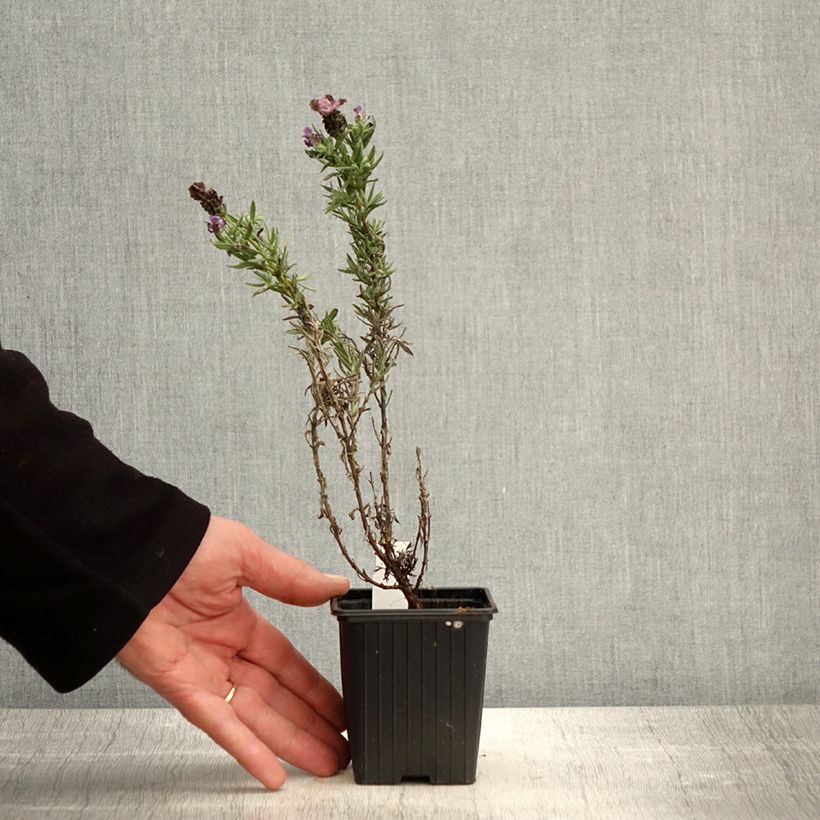 Lavandula stoechas Magical Posy Purple - French Lavender 8/9 cm pot sample as delivered in spring
