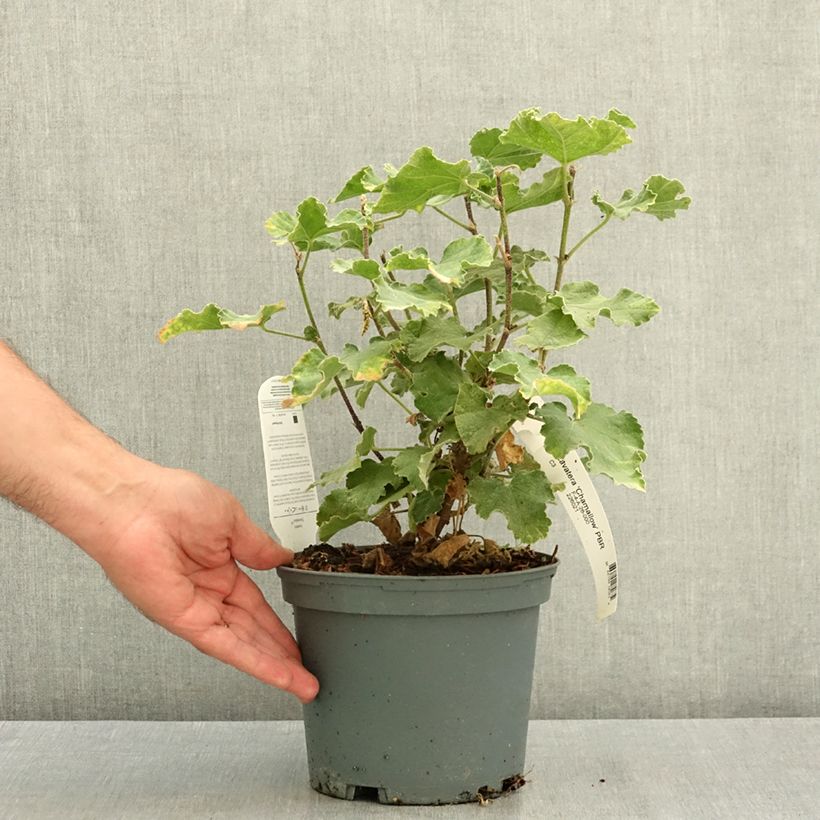 Lavatera CHAMALLOW - Tree mallow 3L/4L pot sample as delivered in summer