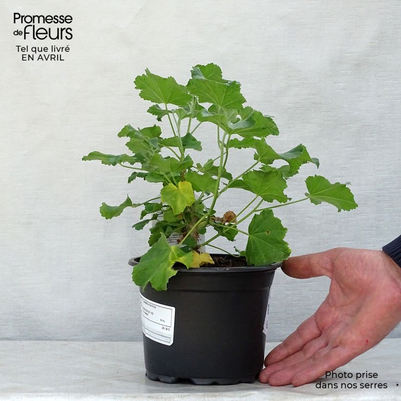Lavatera maritima - Tree Mallow 8/9 cm pot sample as delivered in spring
