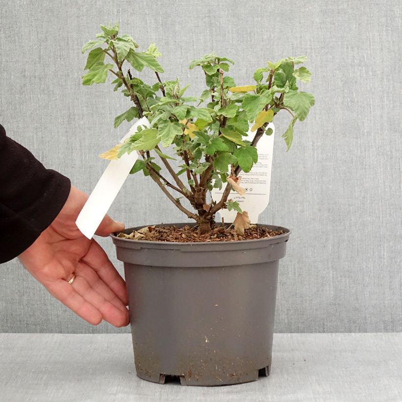 Lavatera Red Rum - Tree Mallow 2L/3L pot sample as delivered in winter