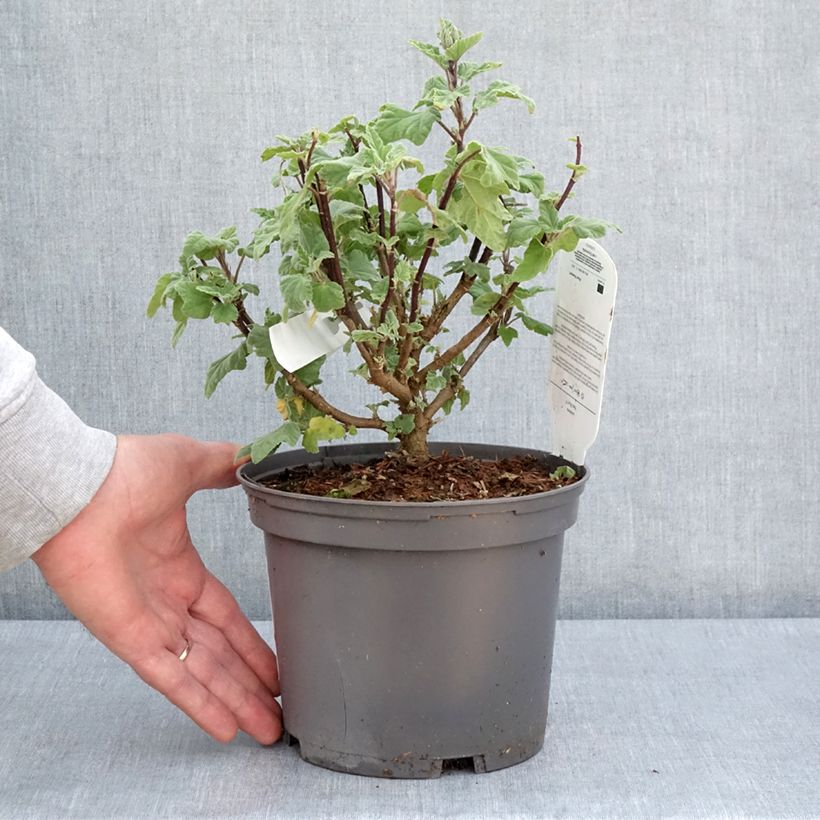 Lavatera Red Rum - Tree Mallow 2L/3L pot sample as delivered in spring