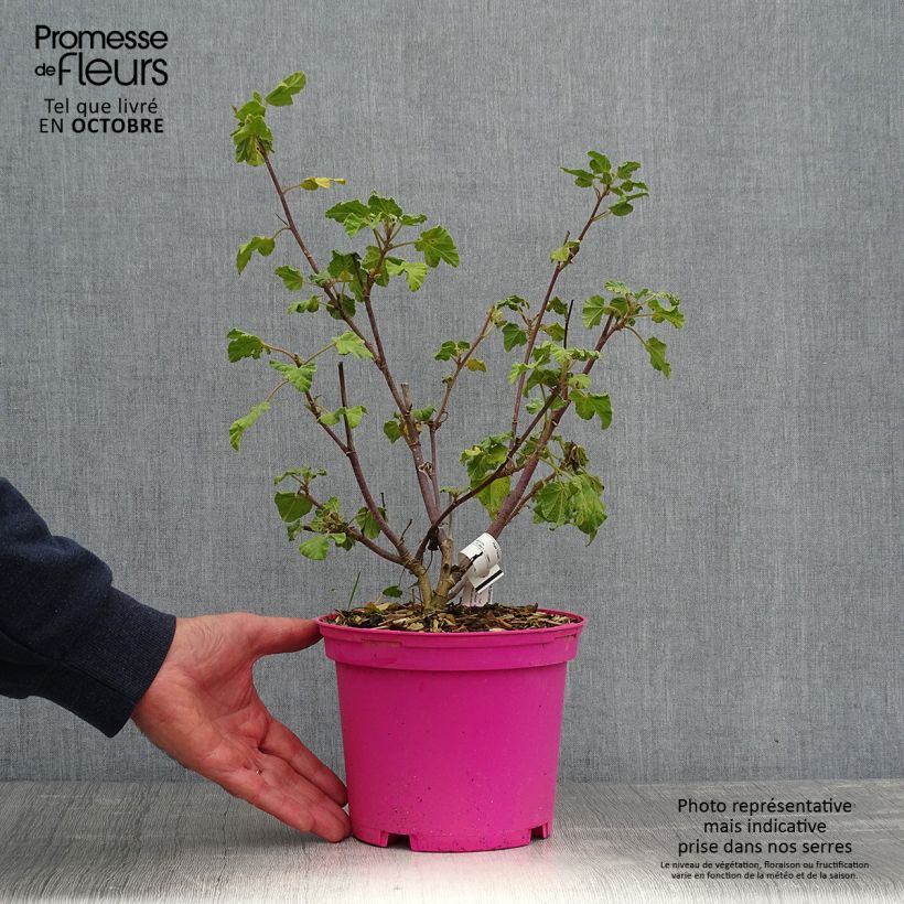 Lavatera clementii Barnsley - Tree Mallow 2L/3L pot sample as delivered in autumn