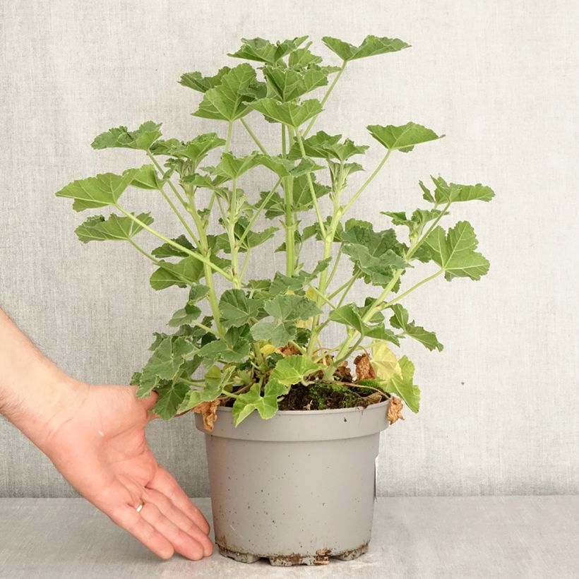 Lavatera Barnsley Baby - Tree Mallow 2L/3L pot sample as delivered in spring