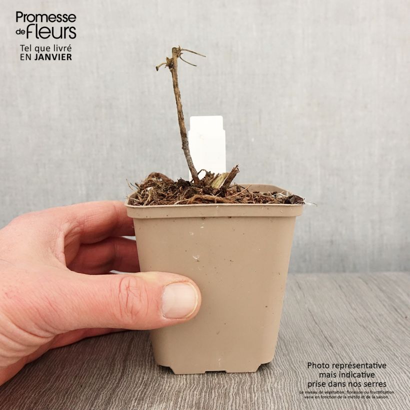 Lavatera White Angel - Tree Mallow 8/9 cm pot sample as delivered in winter