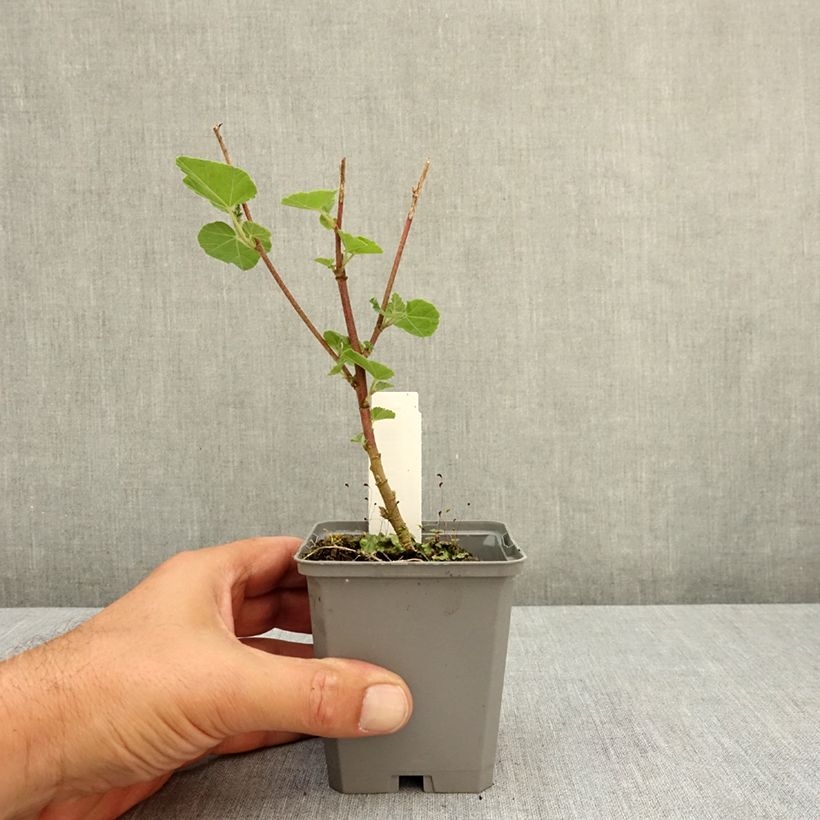 Lavatera thuringiaca Bredon Springs - Tree Mallow 8/9 cm pot sample as delivered in summer