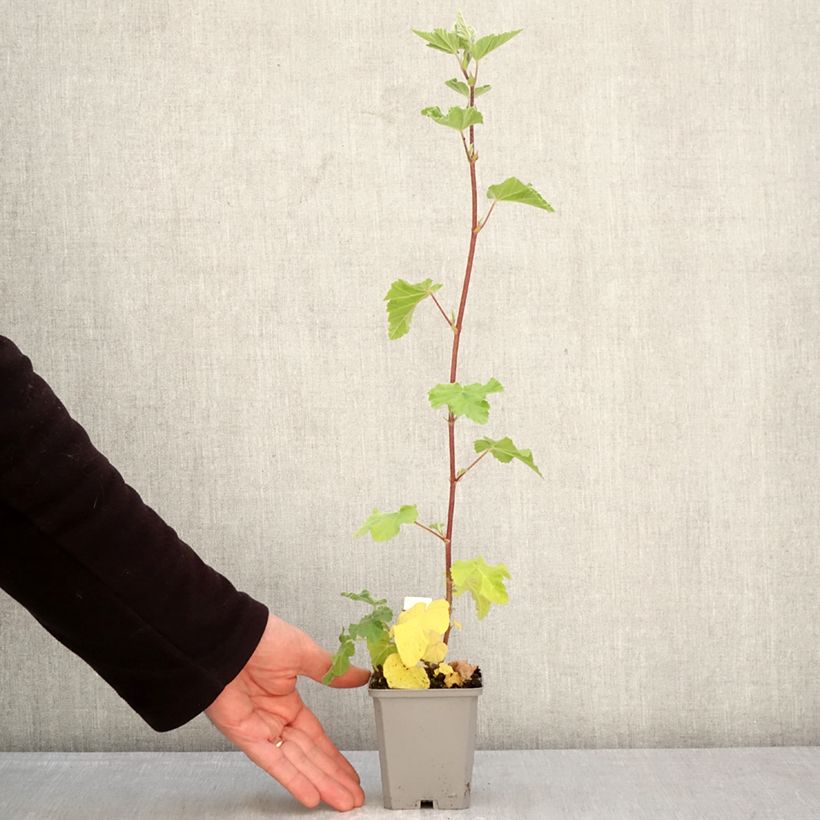Lavatera thuringiaca Bredon Springs - Tree Mallow 8/9 cm pot sample as delivered in spring