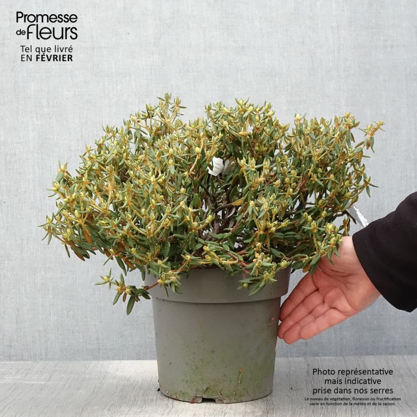 Rhododendron groenlandicum Helma 2L/3L pot sample as delivered in winter