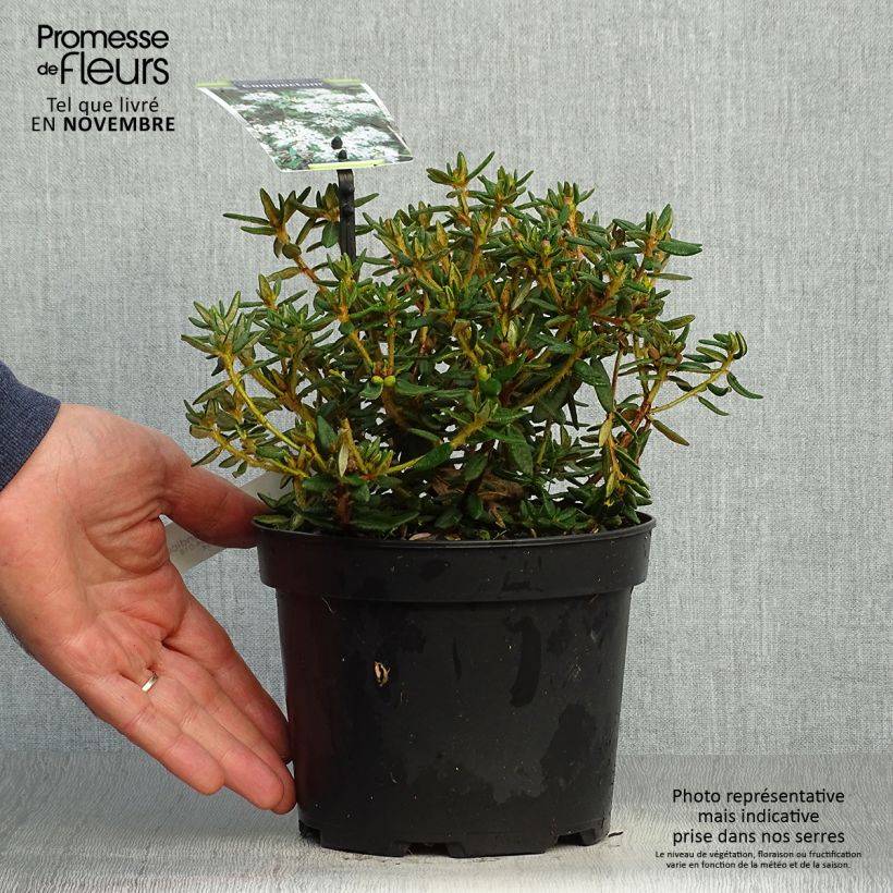 Rhododendron groenlandicum Compactum 2L/3L pot sample as delivered in autumn