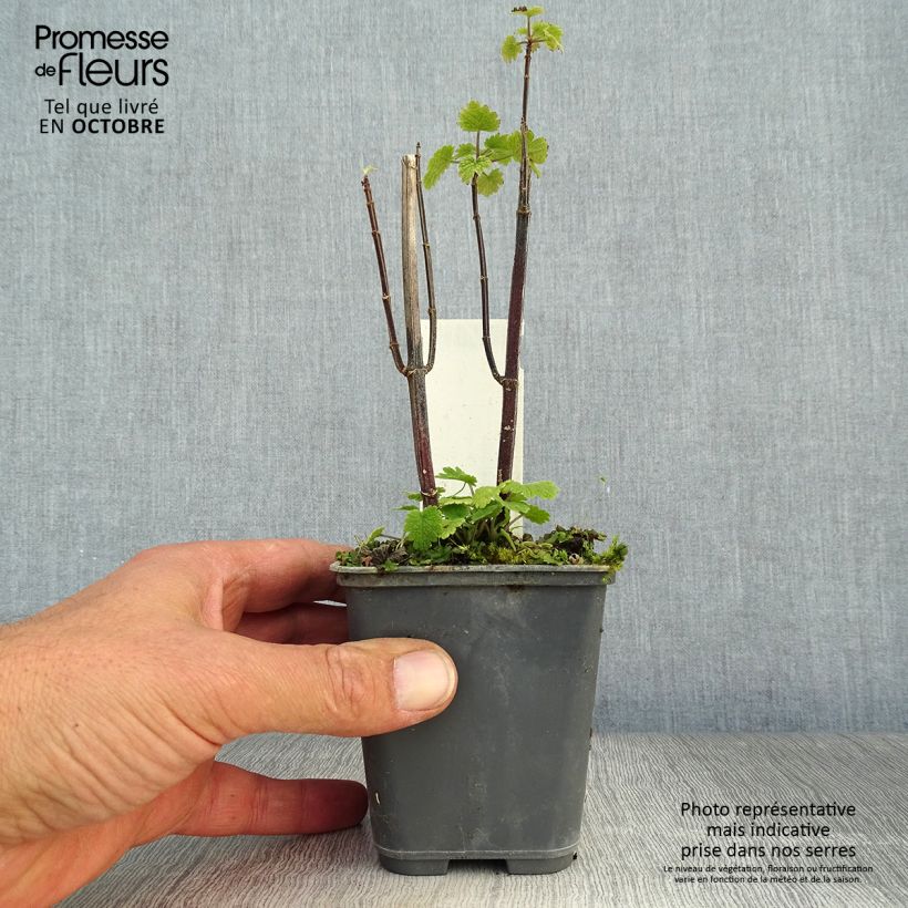 Leonurus cardiaca 8/9 cm pot sample as delivered in autumn
