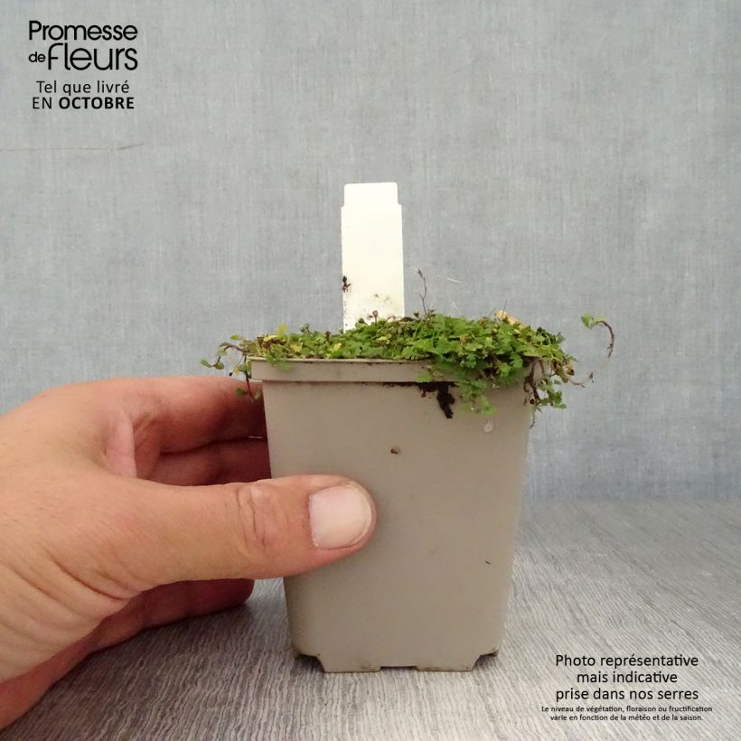 Leptinella dioica Minima 8/9 cm pot sample as delivered in autumn