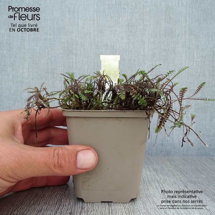 Leptinella squalida Platts Black 8/9 cm pot sample as delivered in autumn