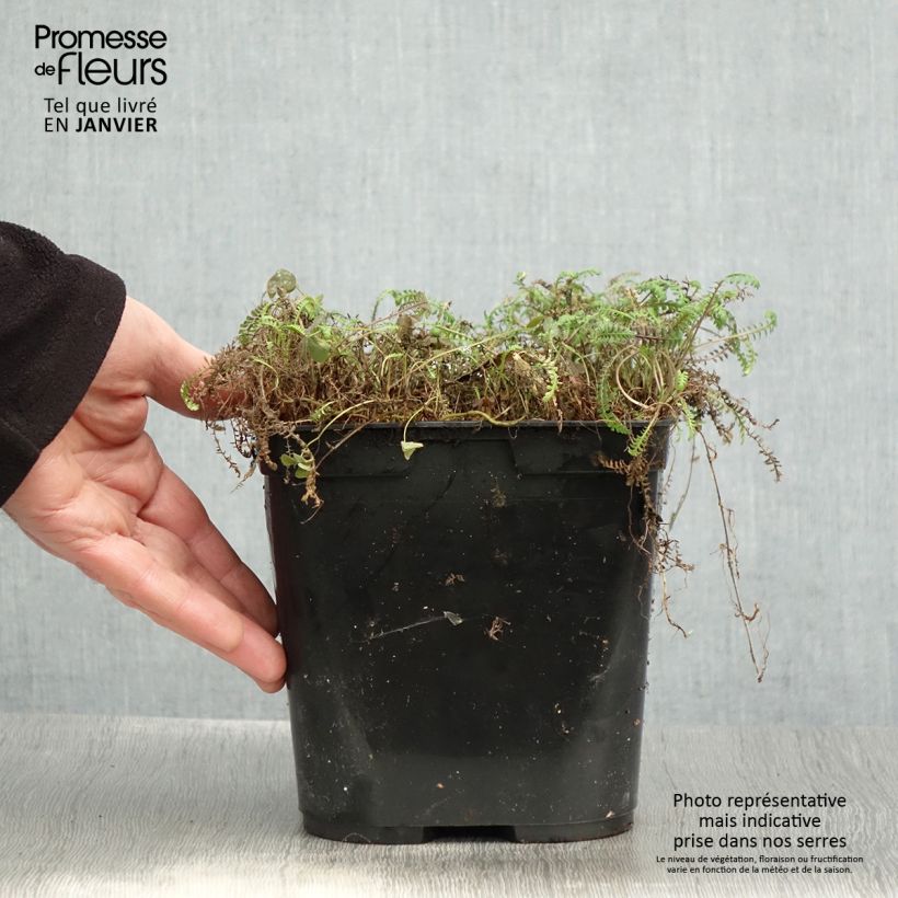 Leptinella squalida Platts Black 3L/4L pot sample as delivered in winter