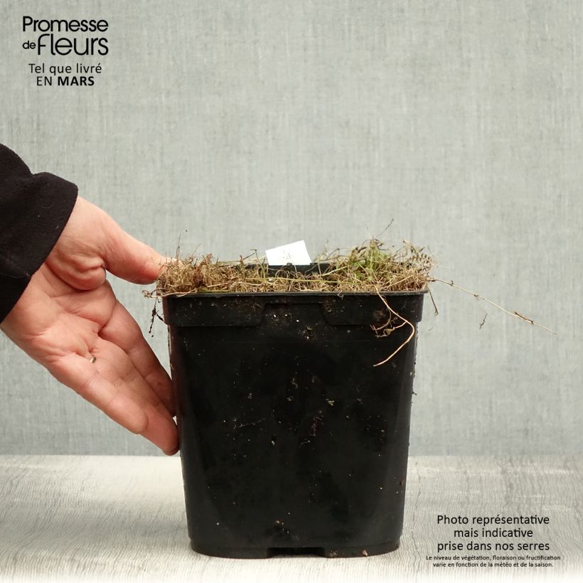 Leptinella squalida Platts Black 3L/4L pot sample as delivered in spring