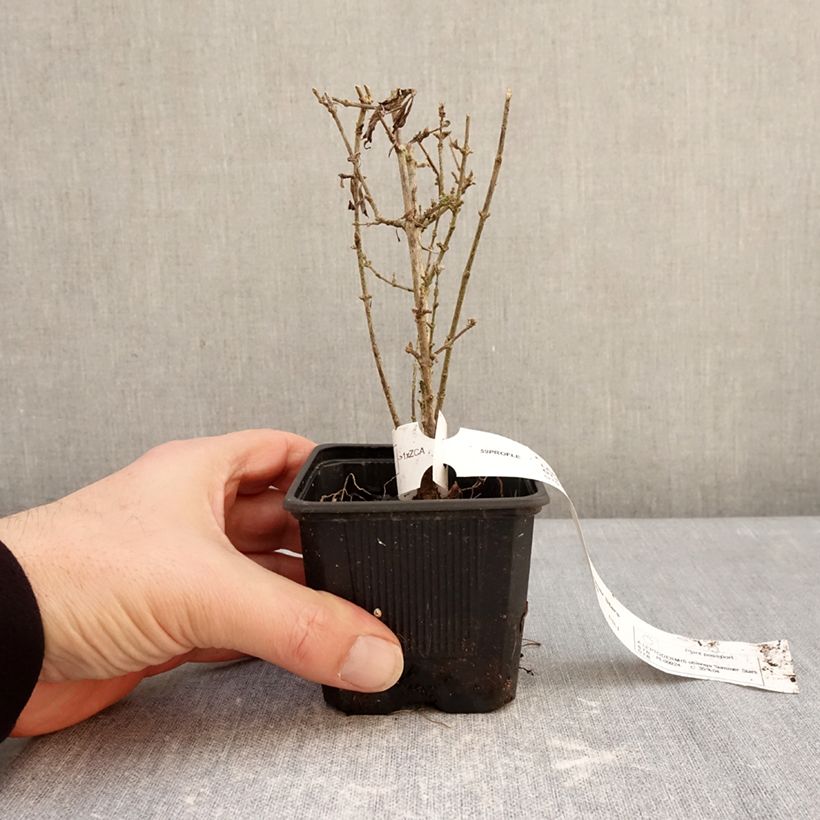 Leptodermis oblonga Summer Stars 8/9 cm pot sample as delivered in winter