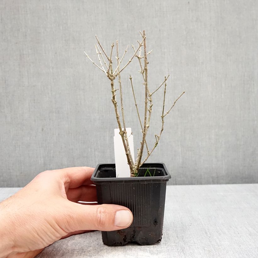 Leptodermis oblonga Summer Stars 8/9 cm pot sample as delivered in spring