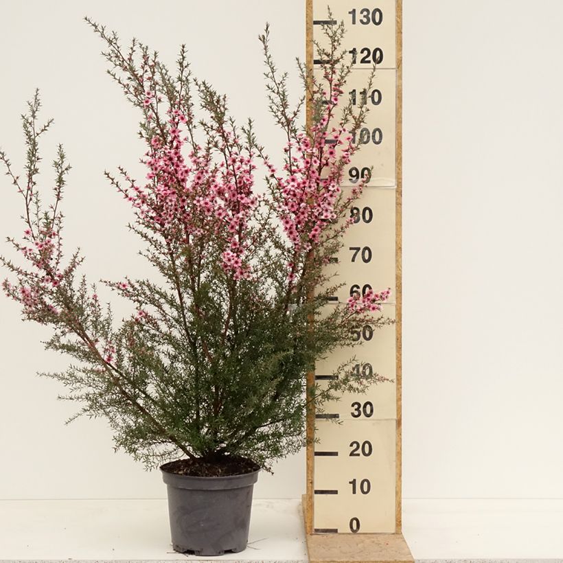 Leptospermum scoparium Martini - Tea-tree 7.5L/10L pot sample as delivered in spring