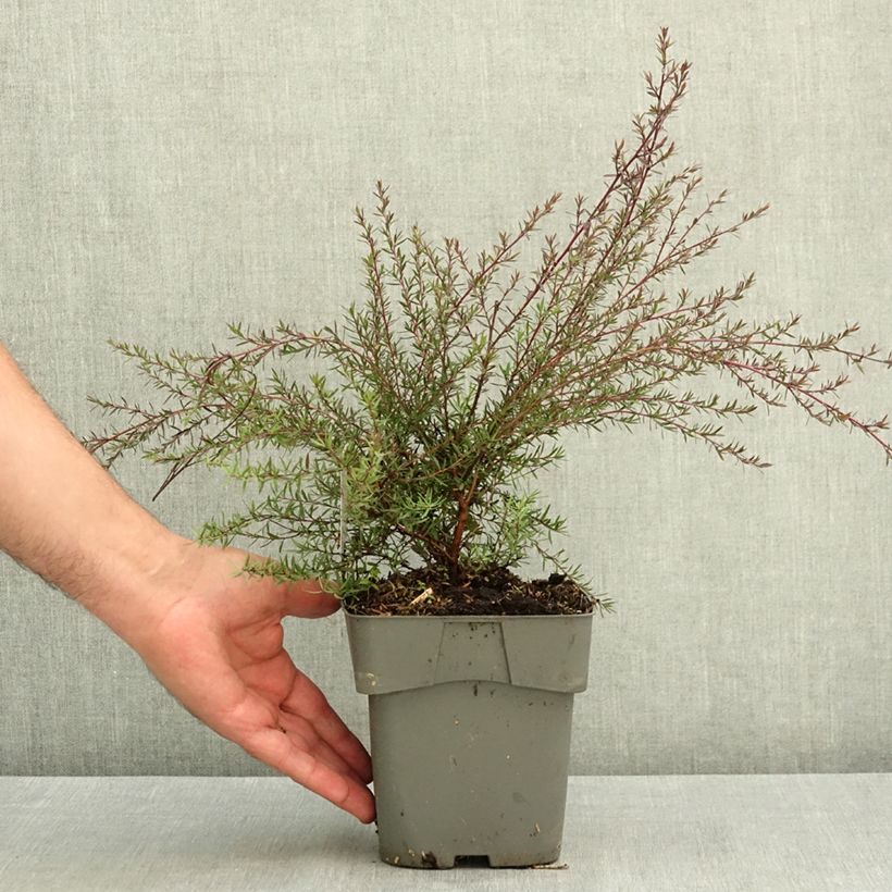 Leptospermum scoparium Red damask - Tea-tree 2L/3L pot sample as delivered in summer