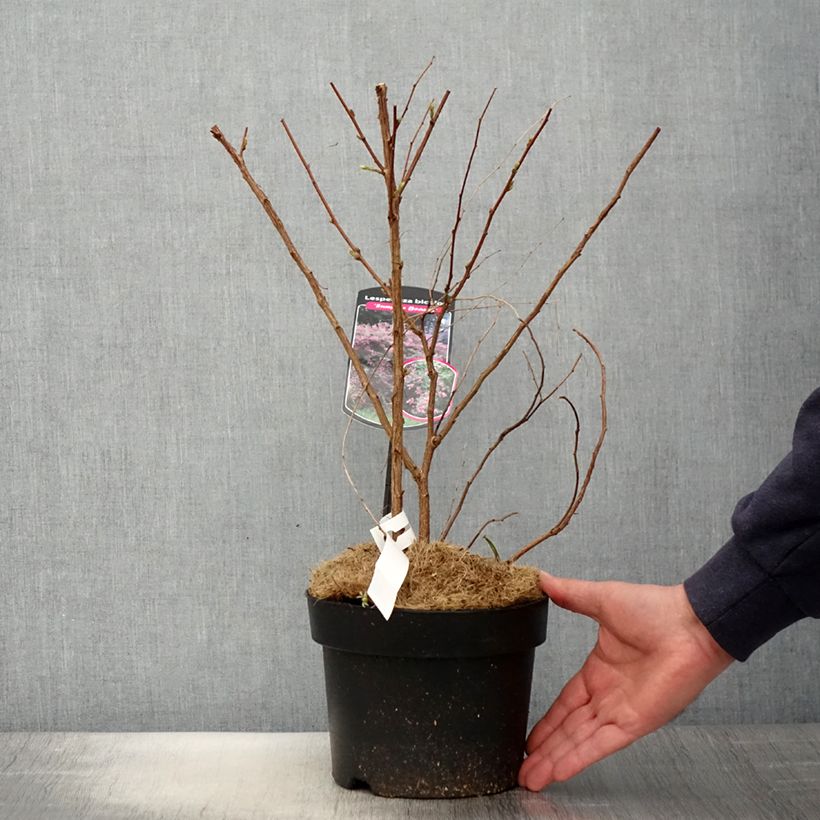 Lespedeza bicolor Summer Beauty 3L/4L pot sample as delivered in spring