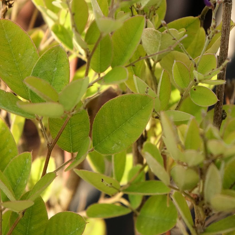 Lespedeza bicolor Summer Beauty (Foliage)