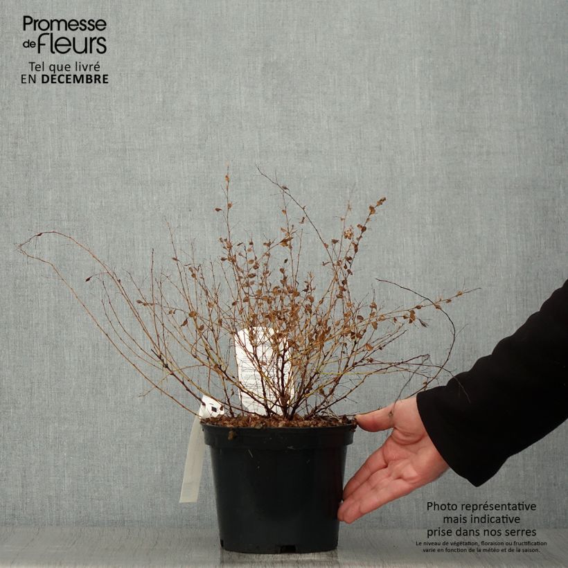 Lespedeza bicolor Yakushima 3L/4L pot sample as delivered in autumn
